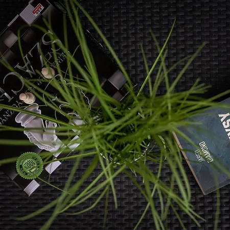 Apartman Blue Sky Perla C1 Invest *